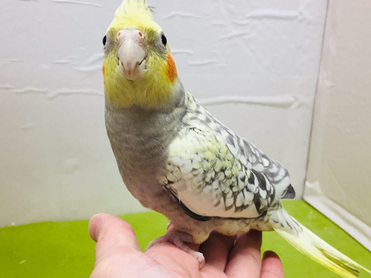オカメインコ