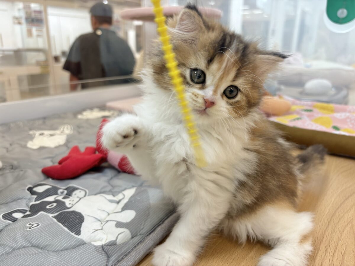 ブリティッシュショートヘア