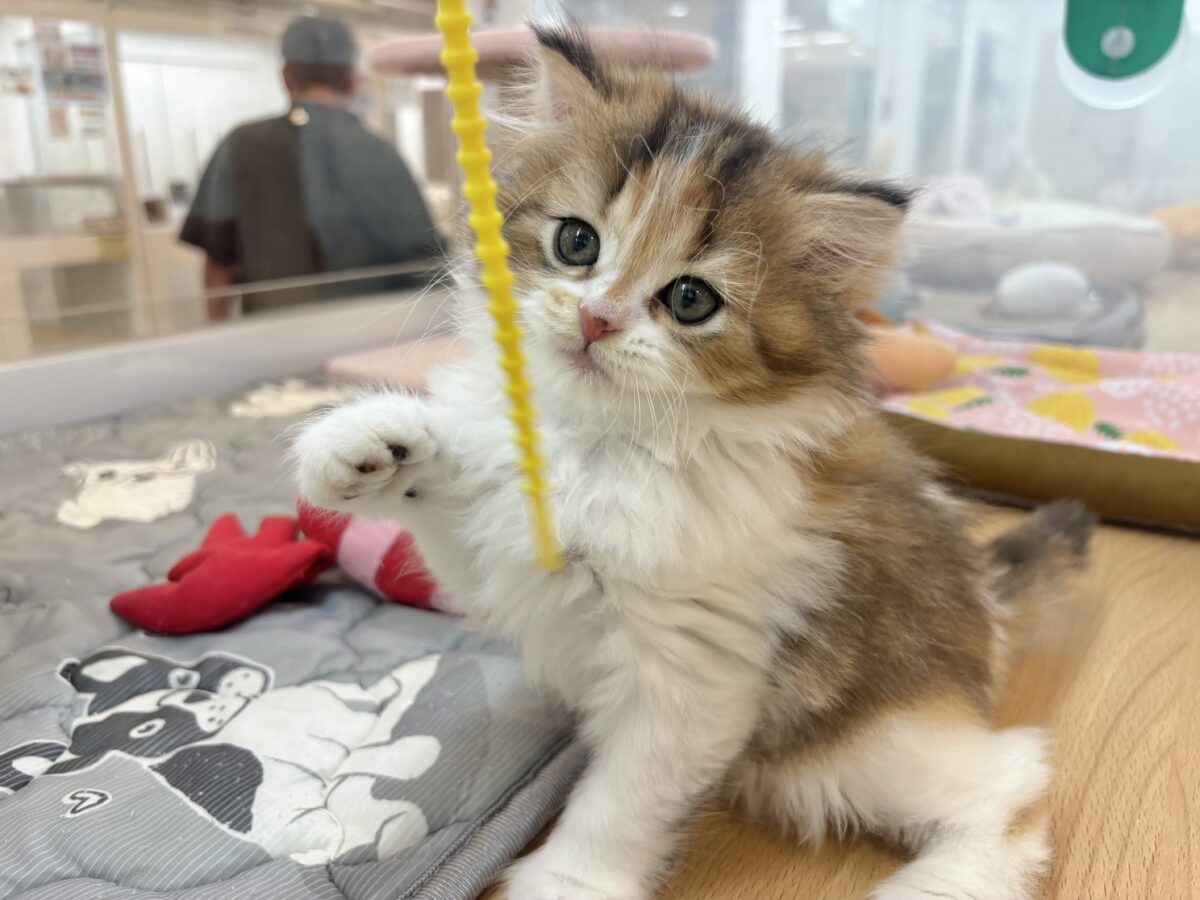 ブリティッシュショートヘア