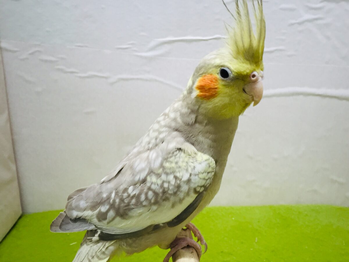 ②✨✨オカメインコ(シナモンパール)✨✨ オカメインコ