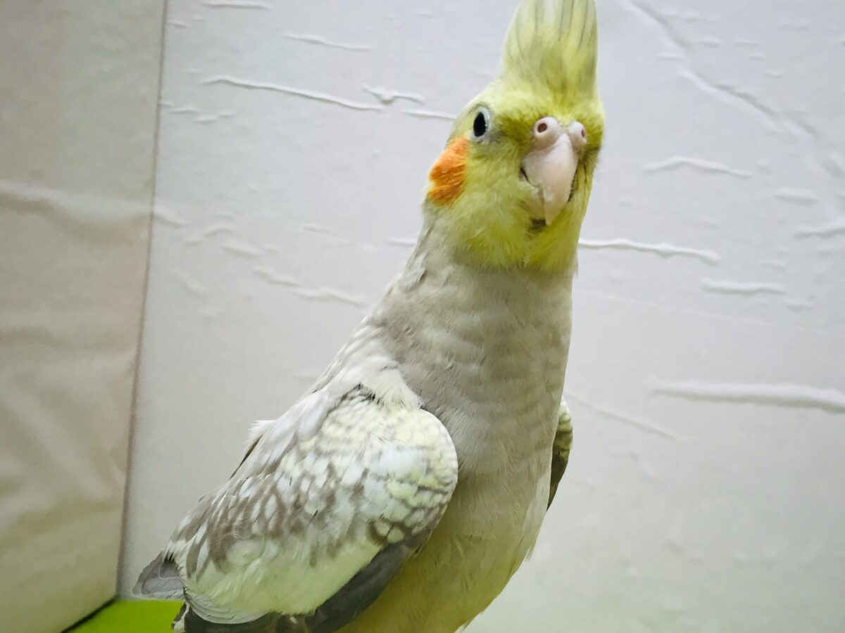 ②✨✨オカメインコ(シナモンパール)✨✨ オカメインコ