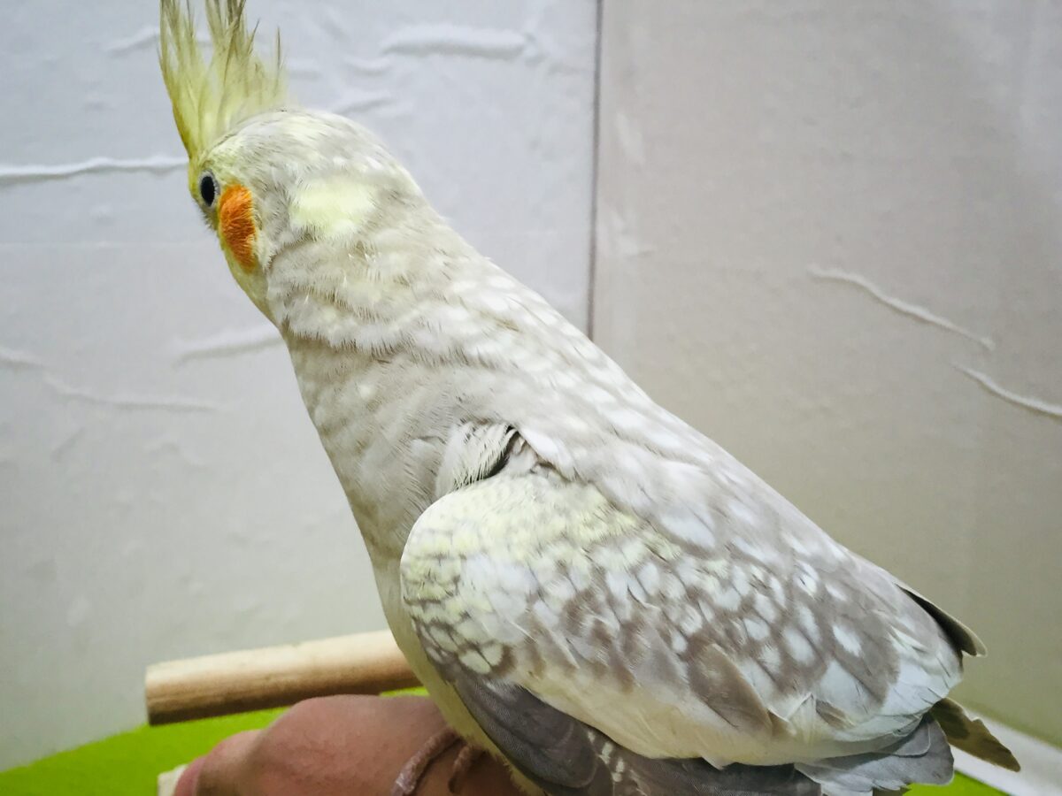 ②✨✨オカメインコ(シナモンパール)✨✨ オカメインコ