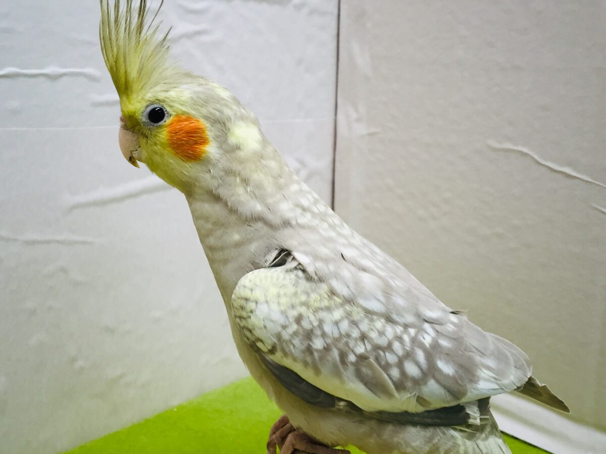 ②✨✨オカメインコ(シナモンパール)✨✨ ②✨✨オカメインコ(シナモンパール)✨✨