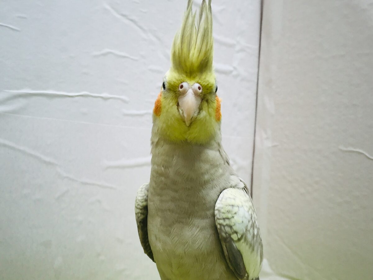 ②✨✨オカメインコ(シナモンパール)✨✨ オカメインコ