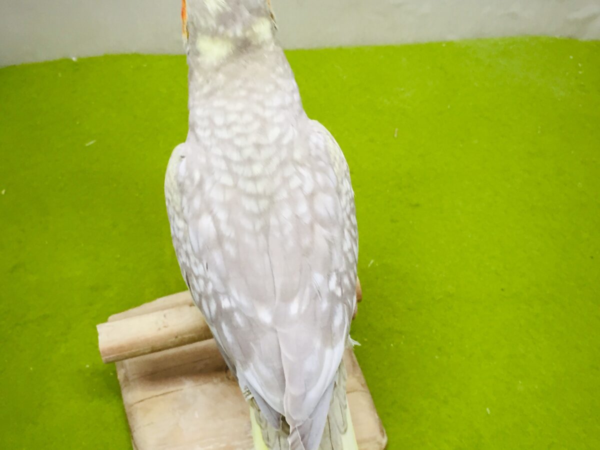 ②✨✨オカメインコ(シナモンパール)✨✨ オカメインコ