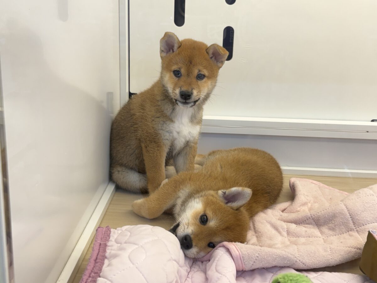 柴犬