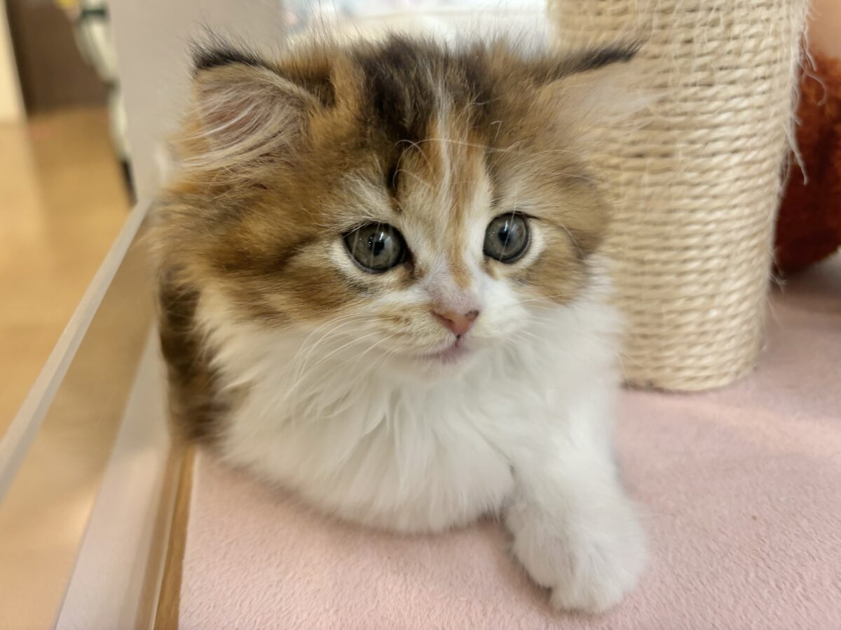 ブリティッシュショートヘア