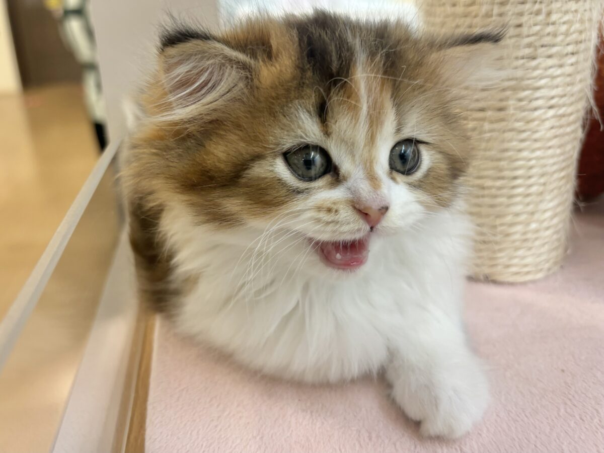 ブリティッシュショートヘア