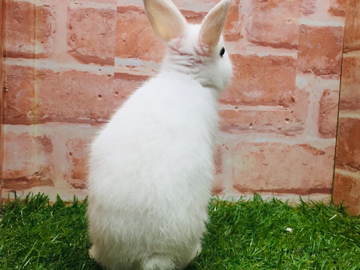 ネザーランドドワーフ
