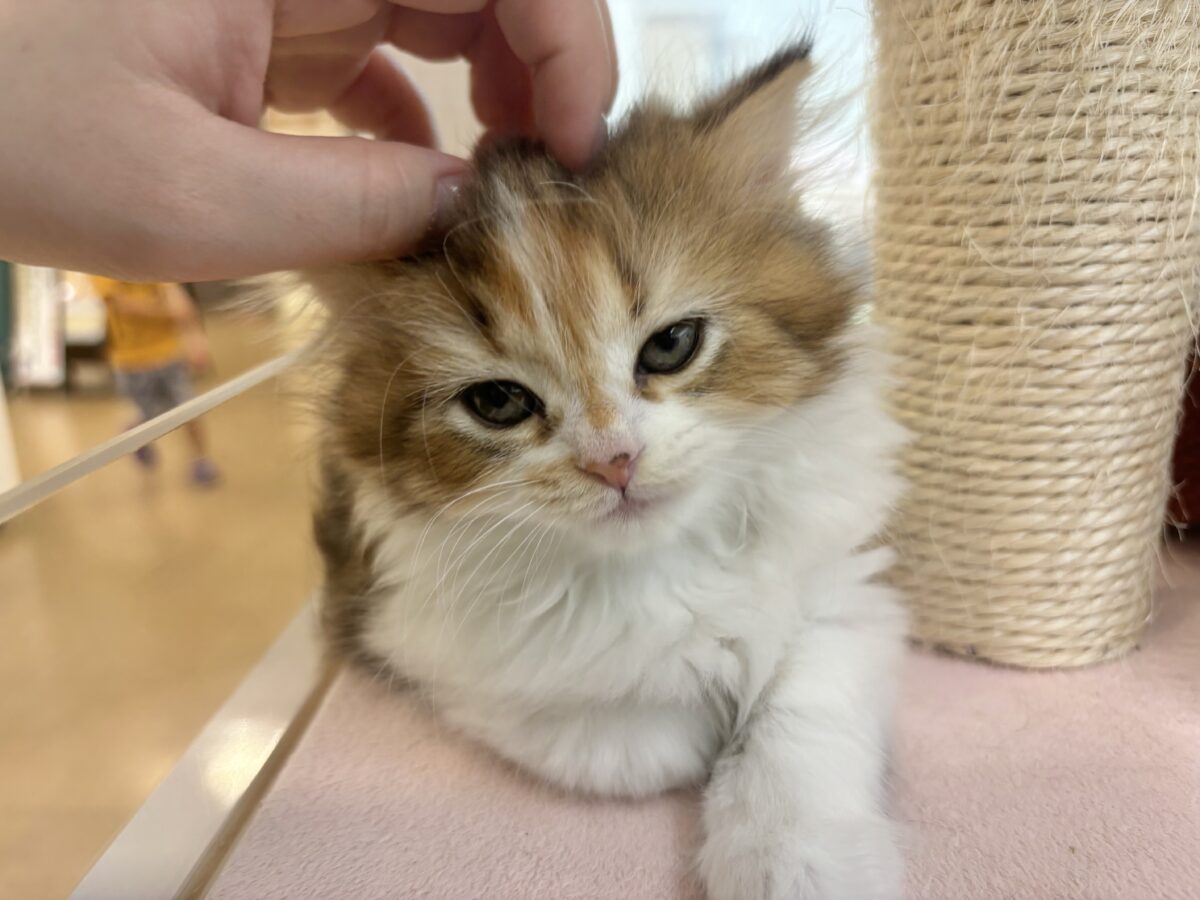 ブリティッシュショートヘア