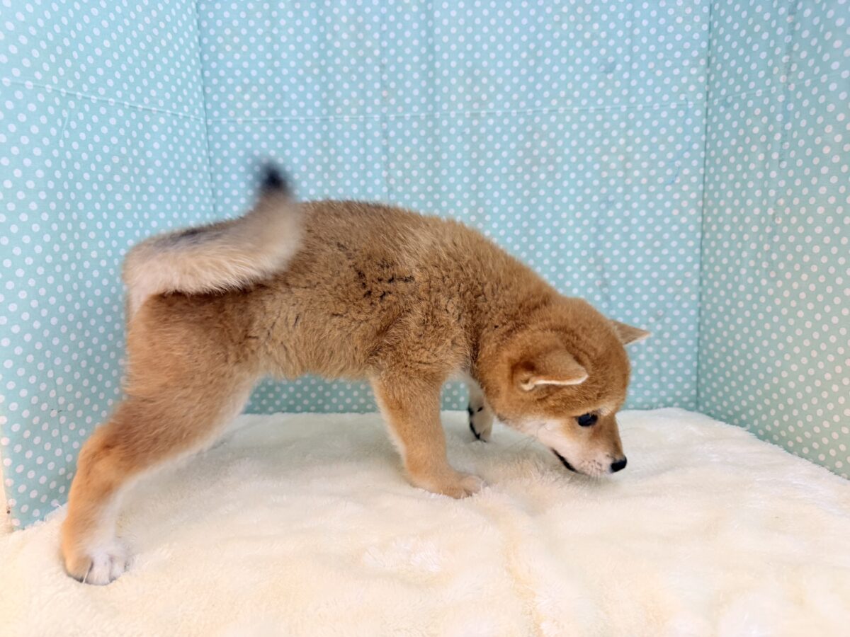 七夕生まれの🎋⭐️柴犬の男のコきました〜💫とっても優しいお顔の愛機たっぷり💗 柴犬