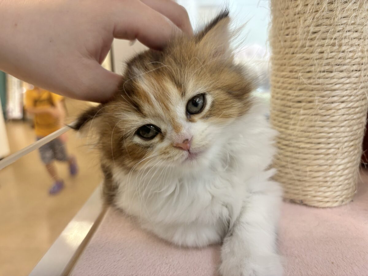 ブリティッシュショートヘア
