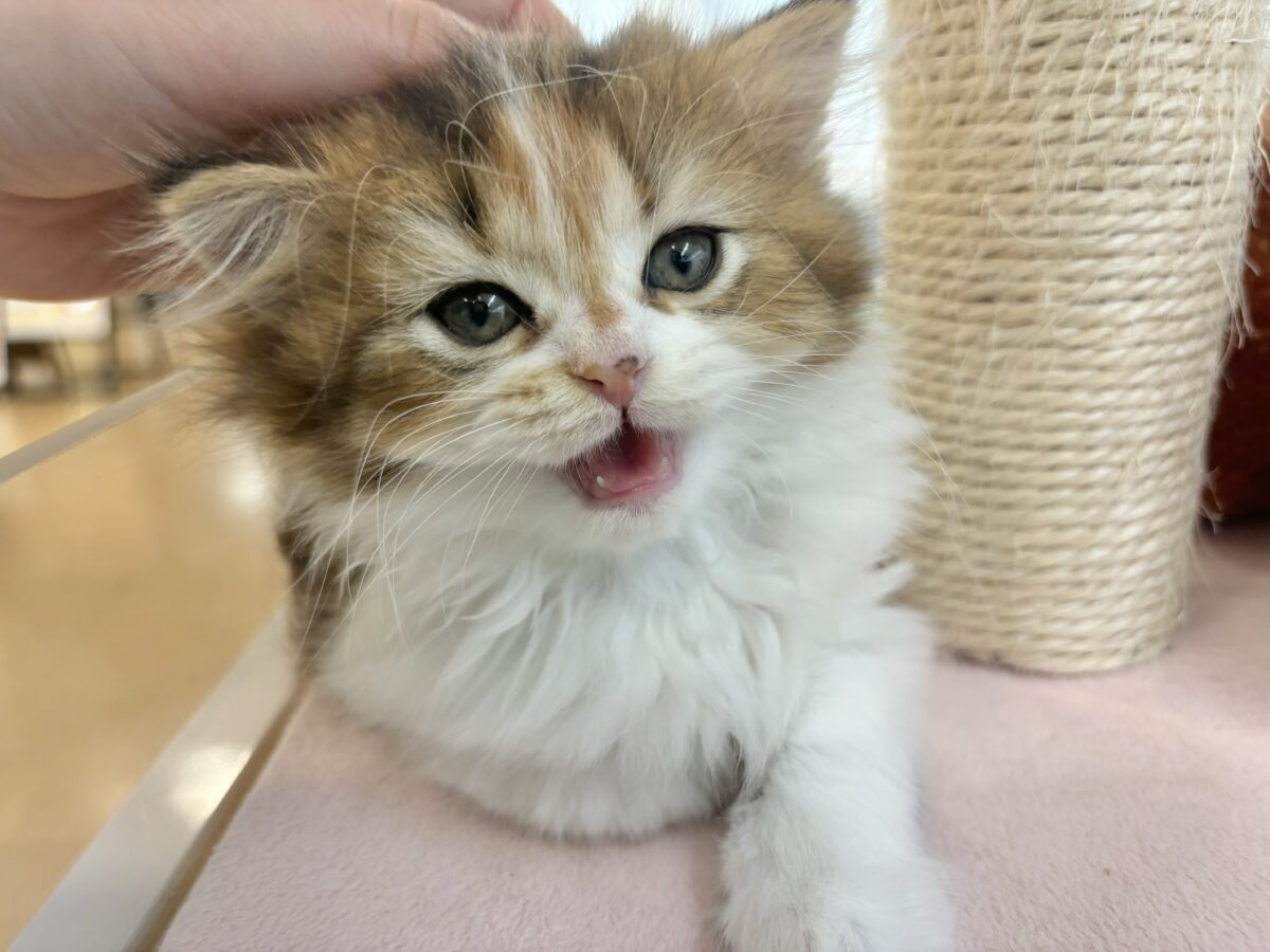 ブリティッシュショートヘア