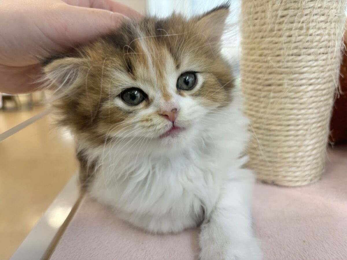 ブリティッシュショートヘア
