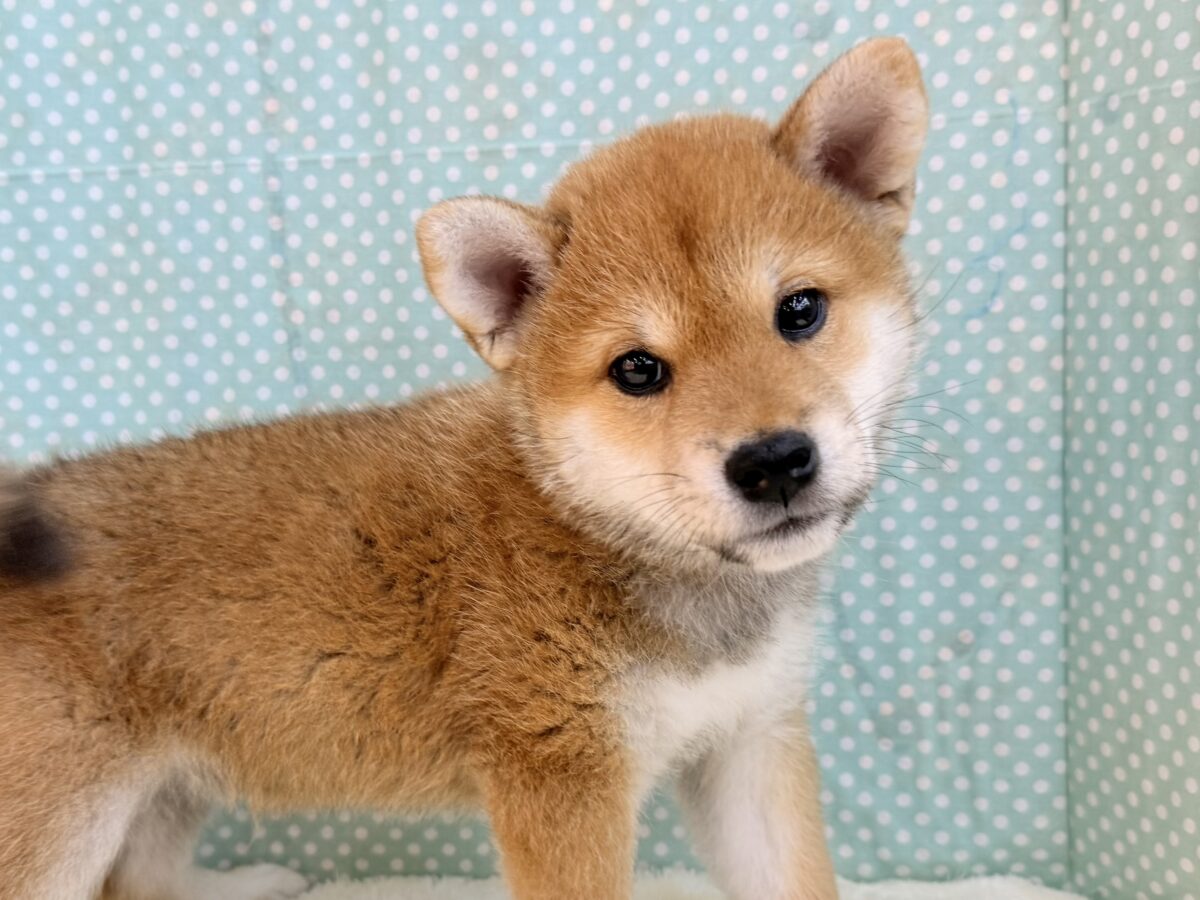 七夕生まれの🎋⭐️柴犬の男のコきました〜💫とっても優しいお顔の愛機たっぷり💗 柴犬