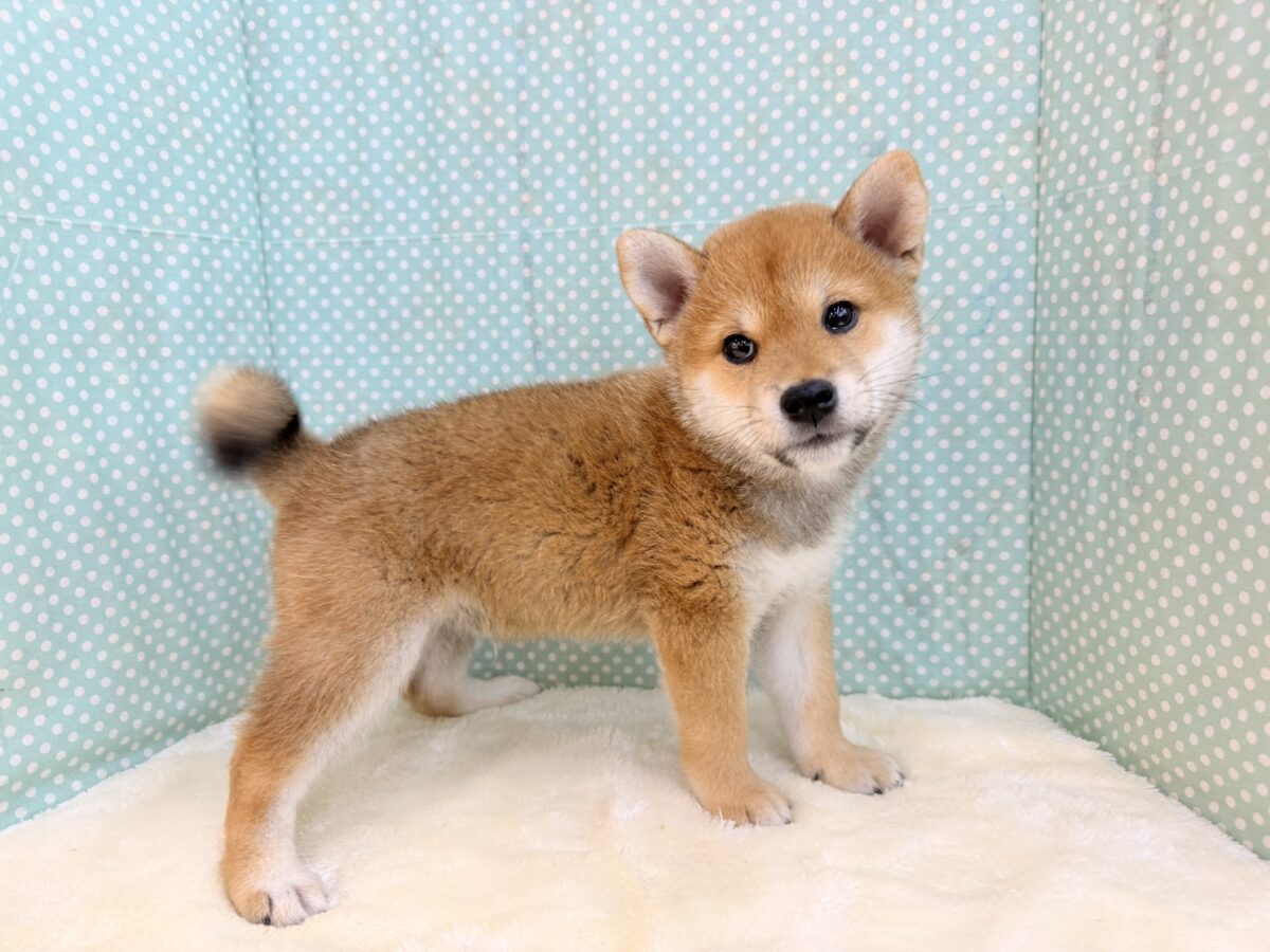 七夕生まれの🎋⭐️柴犬の男のコきました〜💫とっても優しいお顔の愛機たっぷり💗 柴犬