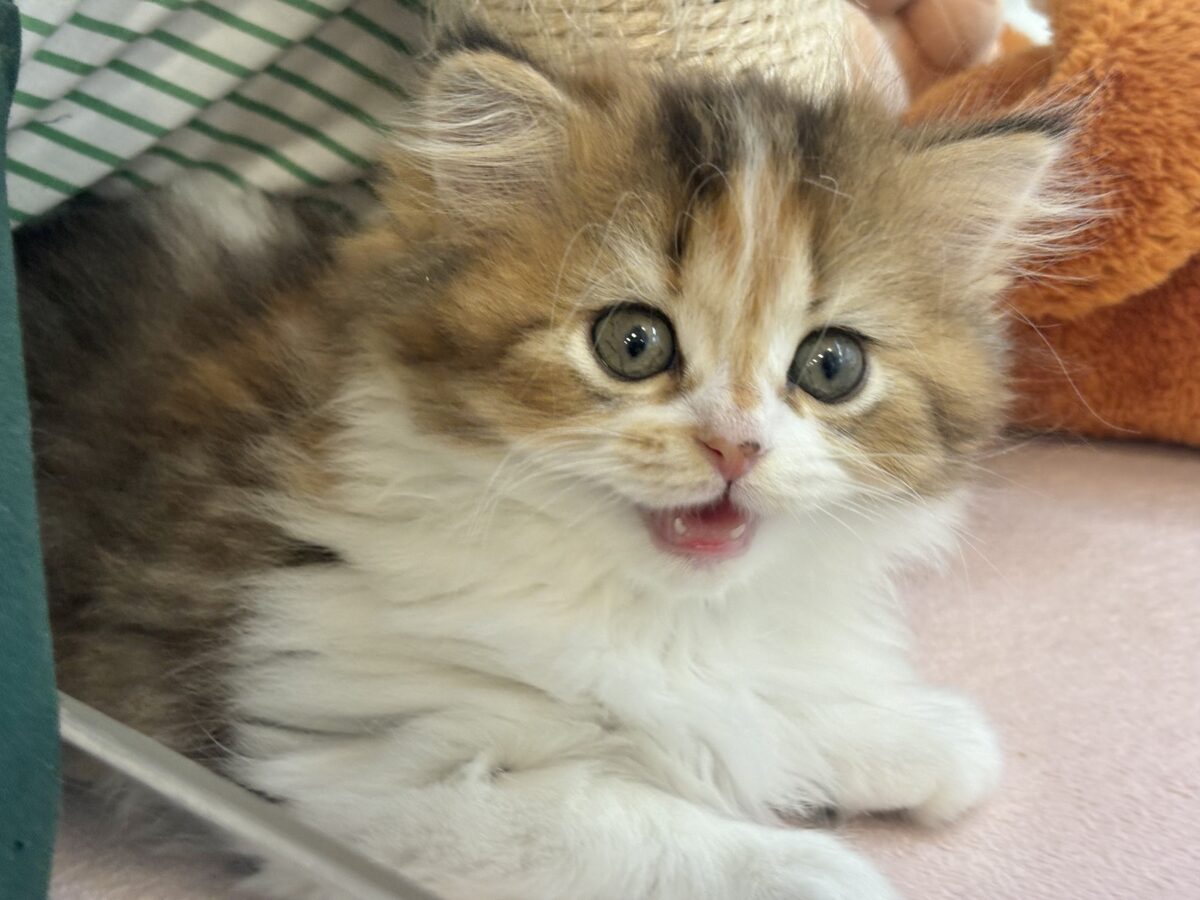 ブリティッシュショートヘア