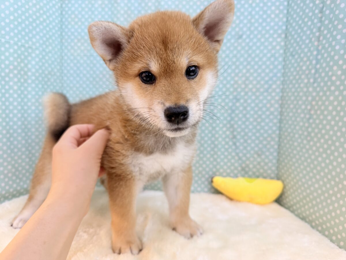 七夕生まれの🎋⭐️柴犬の男のコきました〜💫とっても優しいお顔の愛機たっぷり💗 柴犬
