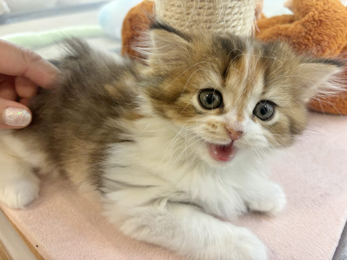 ブリティッシュショートヘア