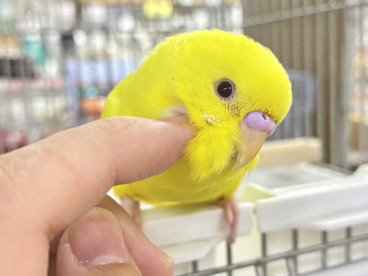 最新画像更新】朽ちない！(^∞^)無限の向日葵畑🌻*.