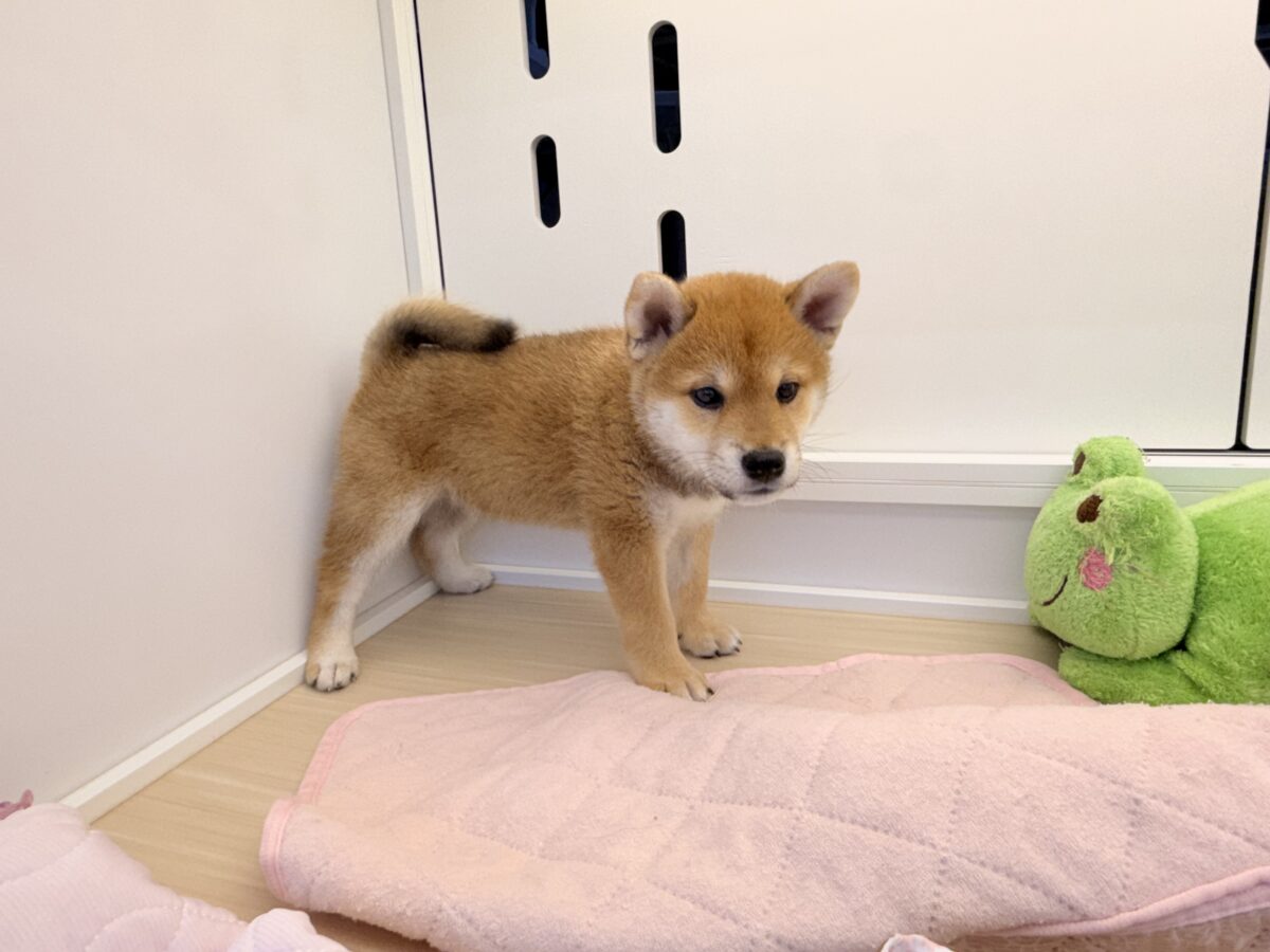 七夕生まれの🎋⭐️柴犬の男のコきました〜💫とっても優しいお顔の愛機たっぷり💗 柴犬