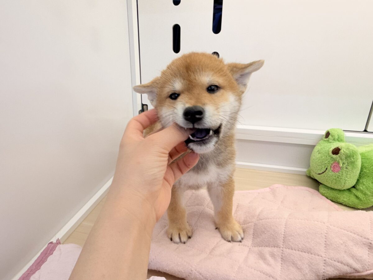 七夕生まれの🎋⭐️柴犬の男のコきました〜💫とっても優しいお顔の愛機たっぷり💗 柴犬