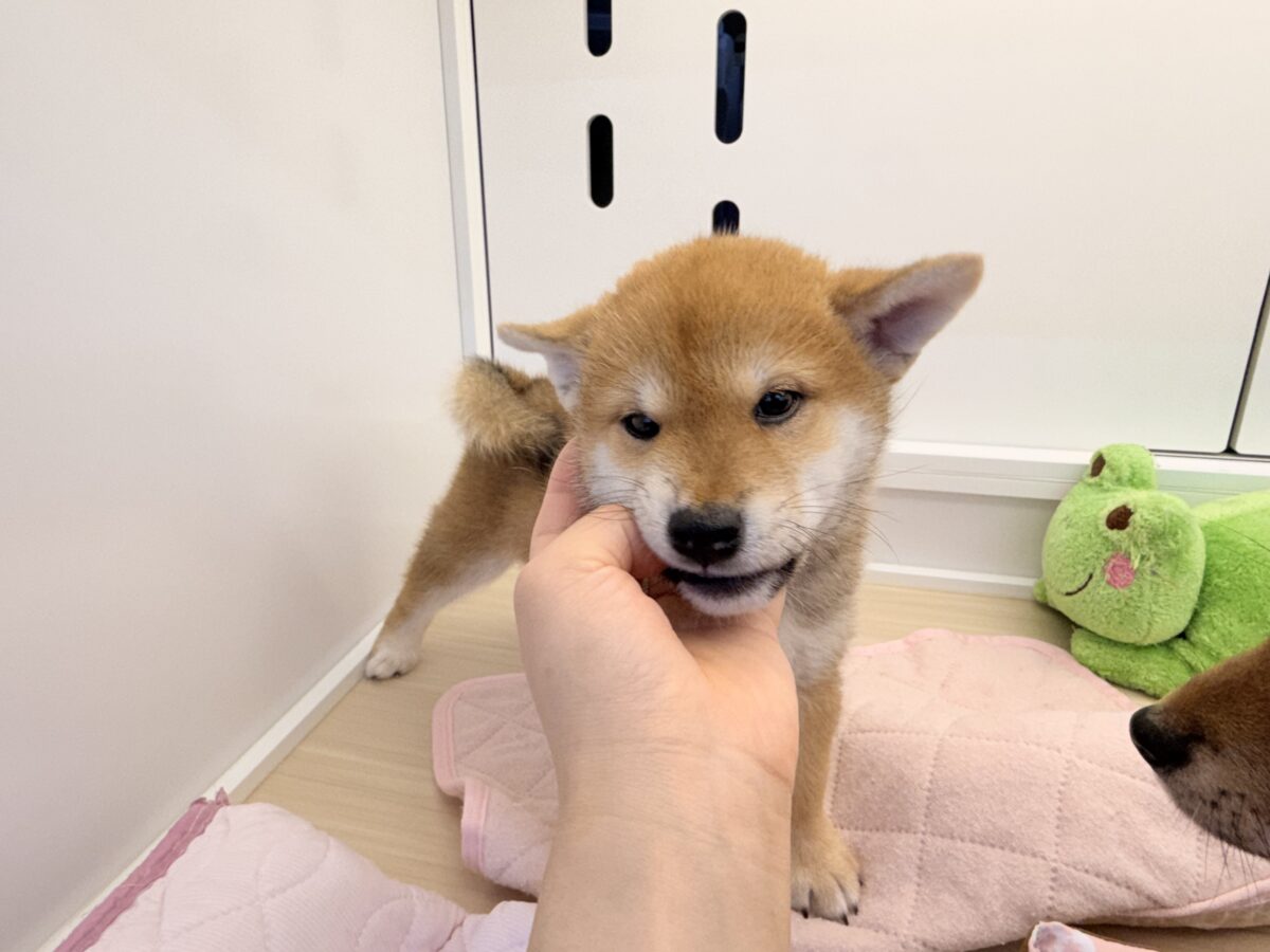 七夕生まれの🎋⭐️柴犬の男のコきました〜💫とっても優しいお顔の愛機たっぷり💗 柴犬
