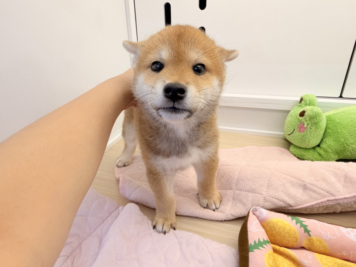 七夕生まれの🎋⭐️柴犬の男のコきました〜💫とっても優しいお顔の愛機たっぷり💗 柴犬