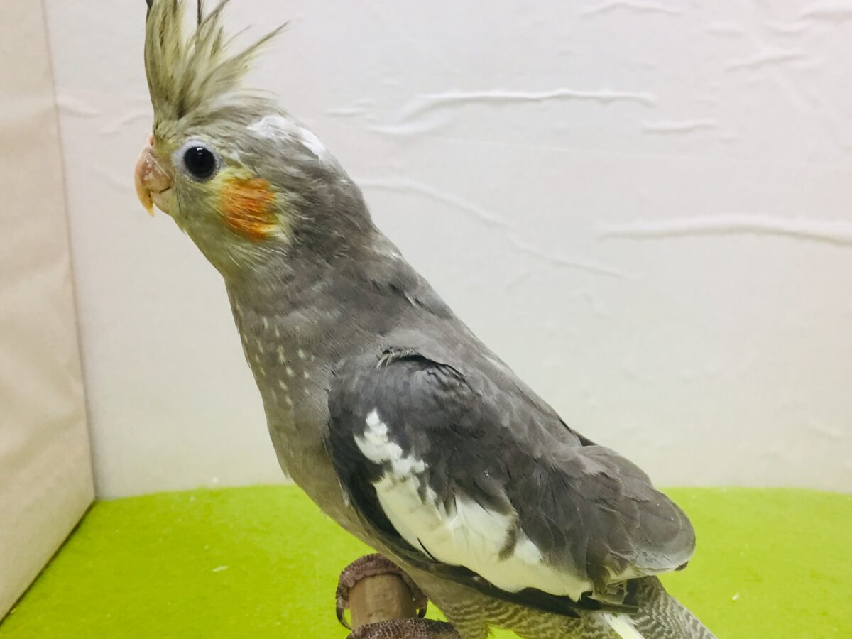 オカメインコ