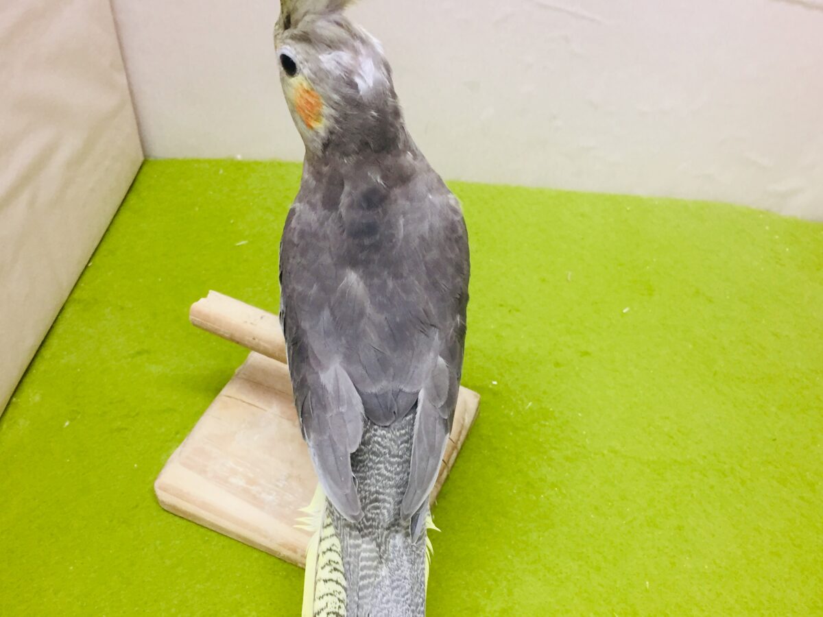オカメインコ