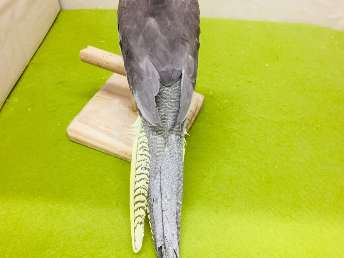 オカメインコ