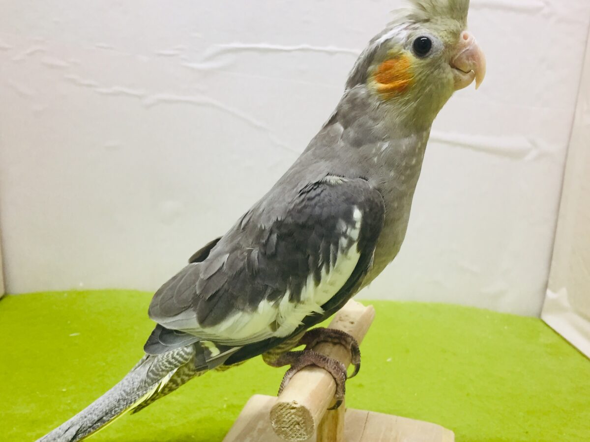 オカメインコ