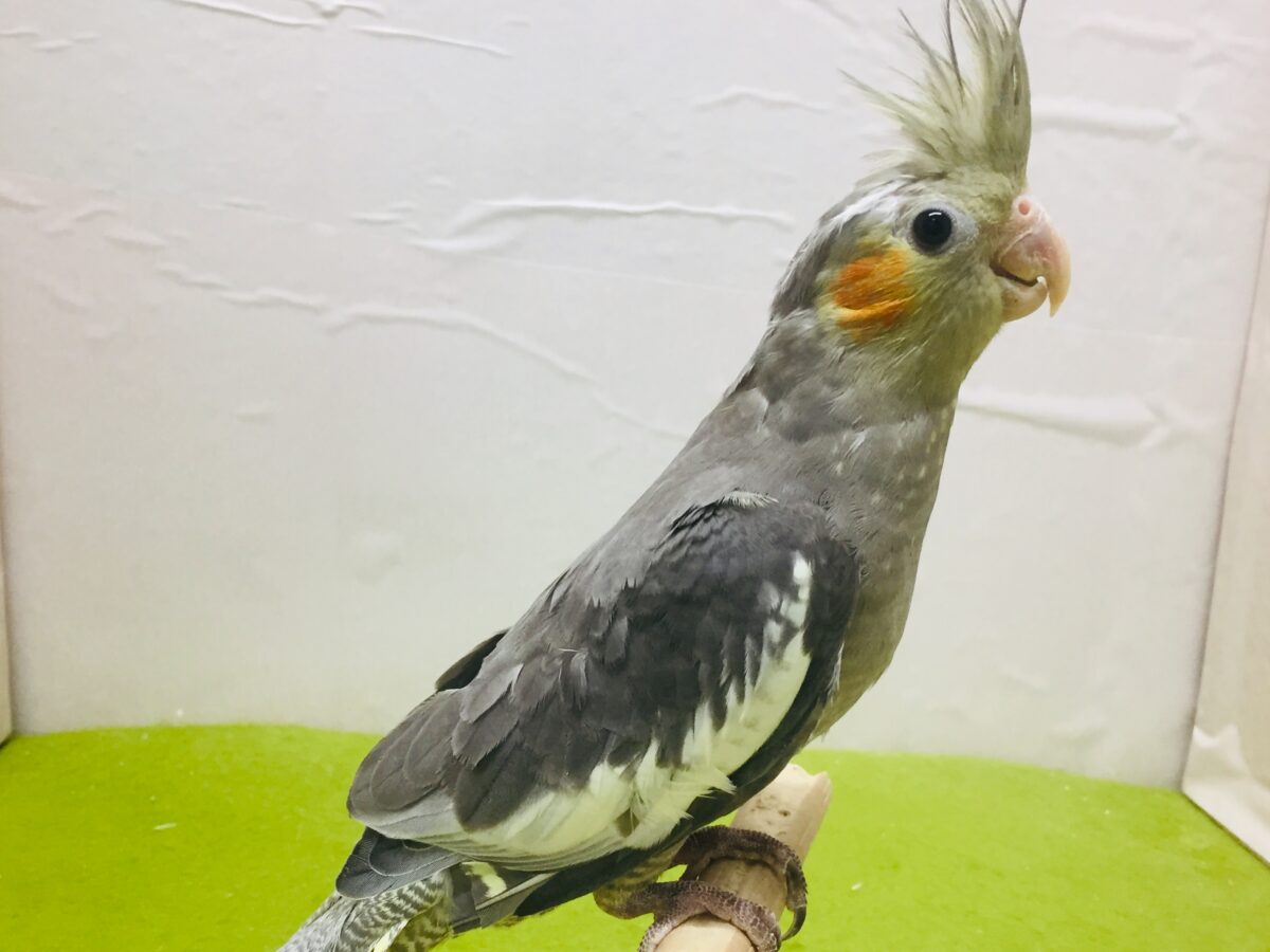 オカメインコ