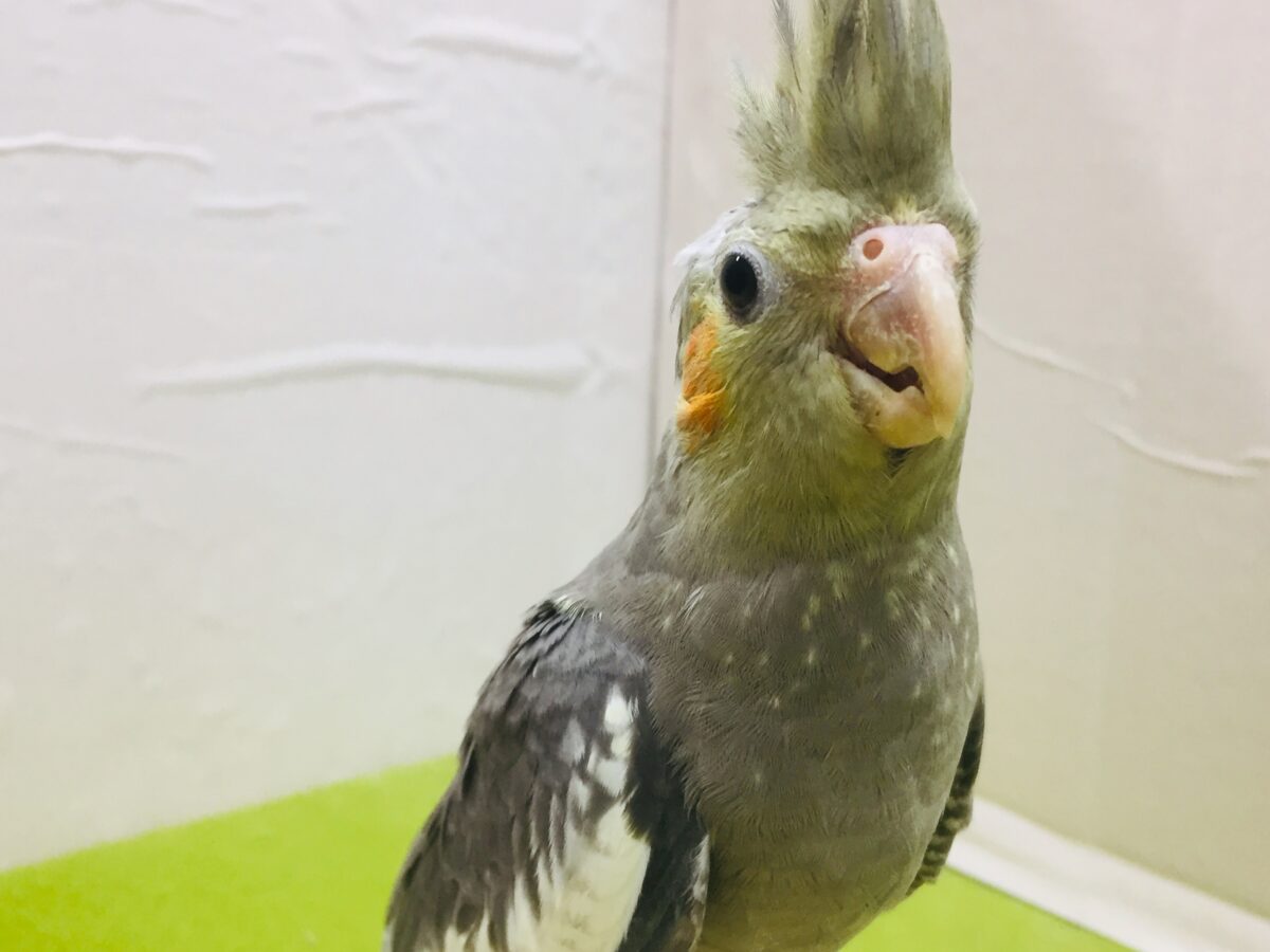 オカメインコ