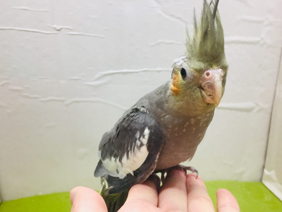 オカメインコ