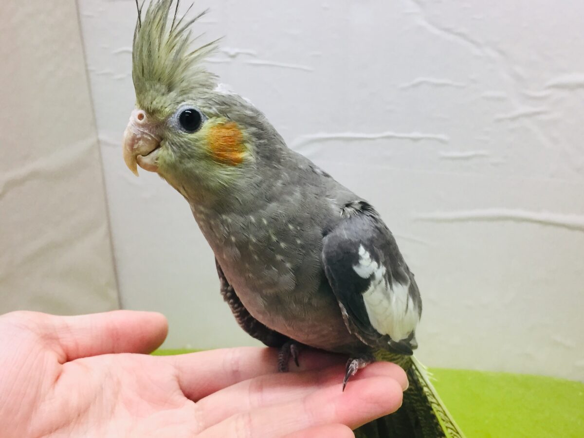 久々入舎！！ノーマルカラーのオカメインコさんがやってきましたよ～💛💛💛