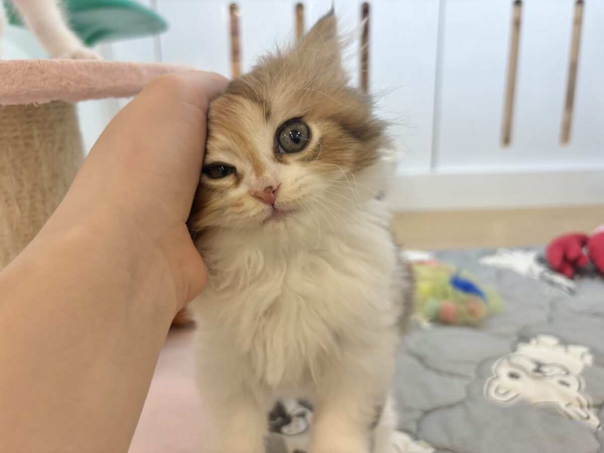 ブリティッシュショートヘア