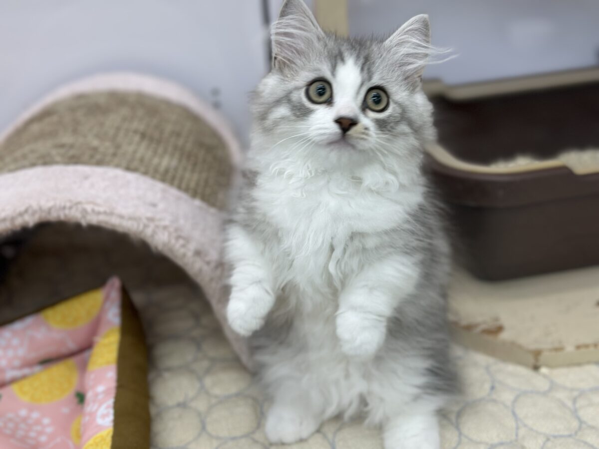 ミヌエット