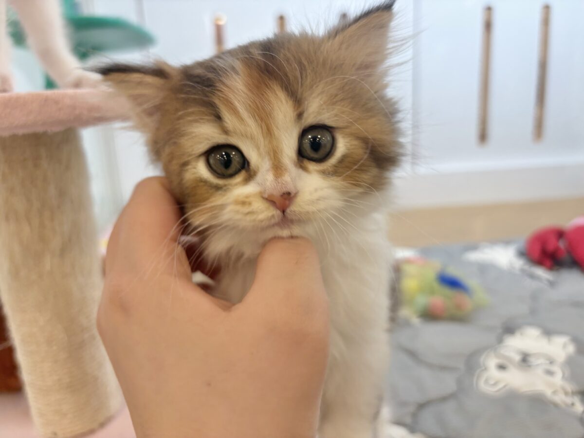 ブリティッシュショートヘア
