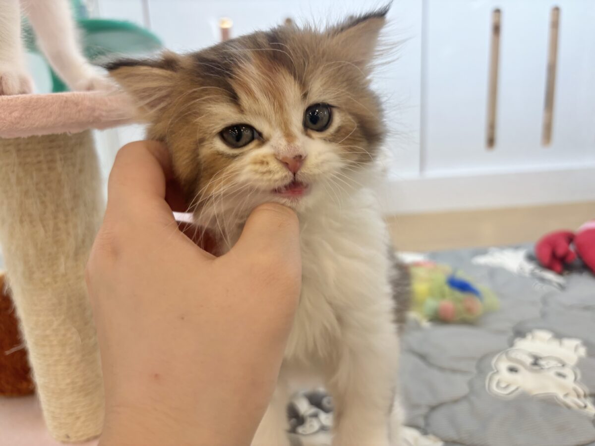 ブリティッシュショートヘア