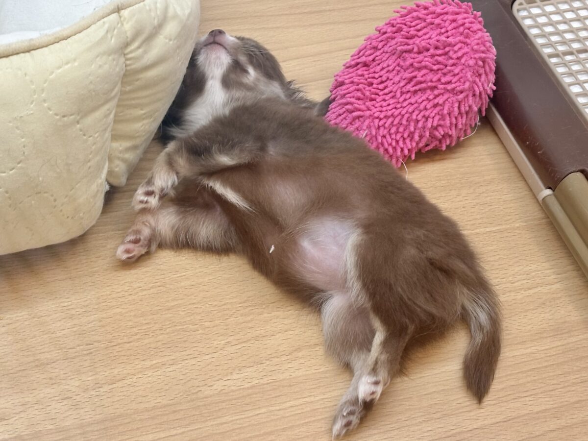 チワワ