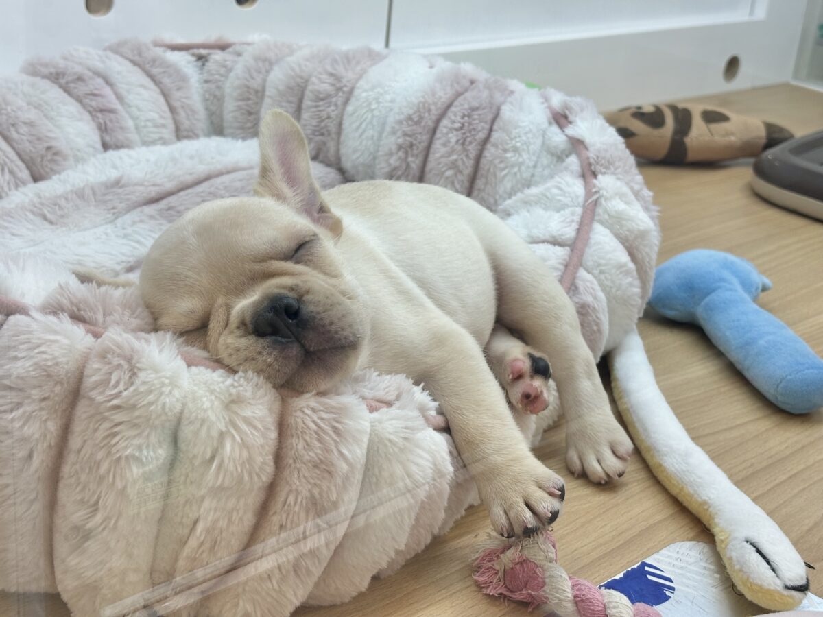 フレンチブルドッグ
