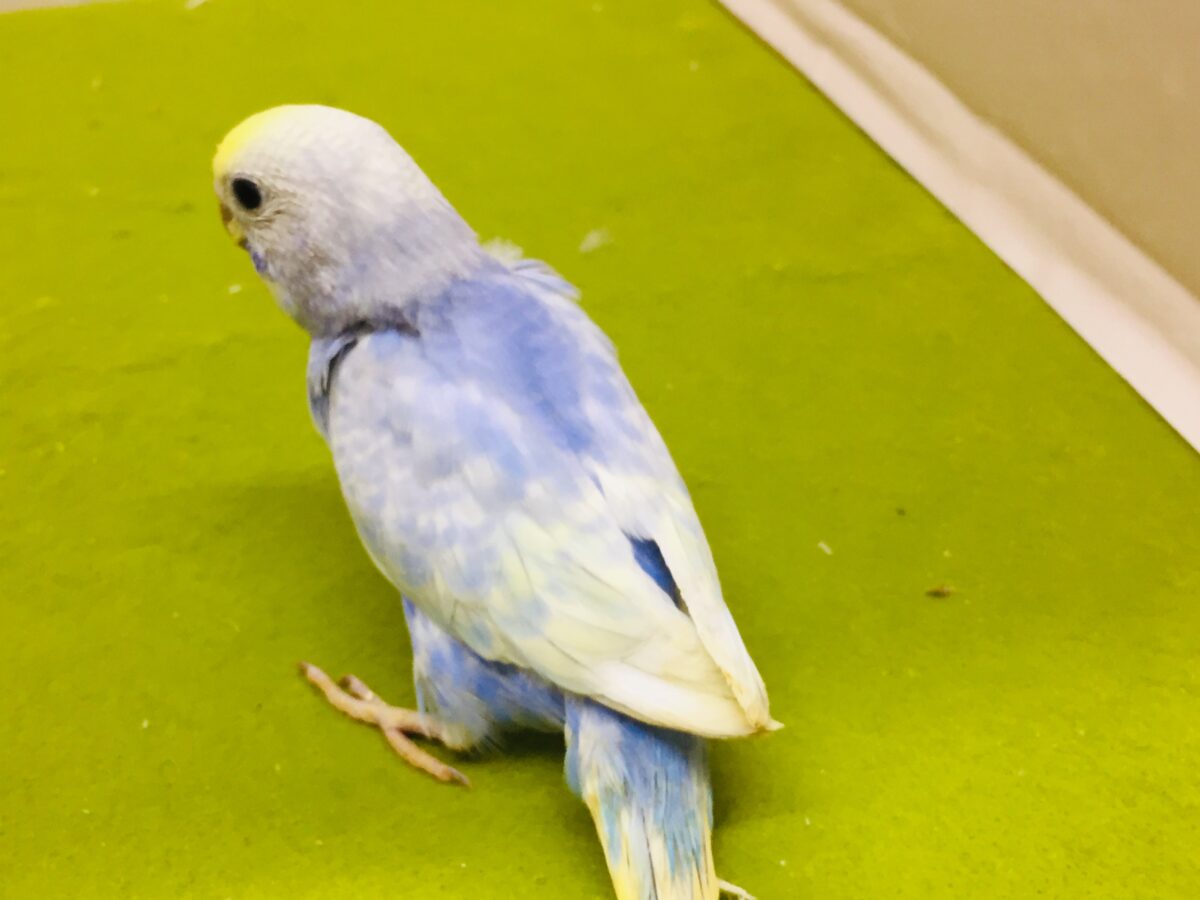 セキセイインコ