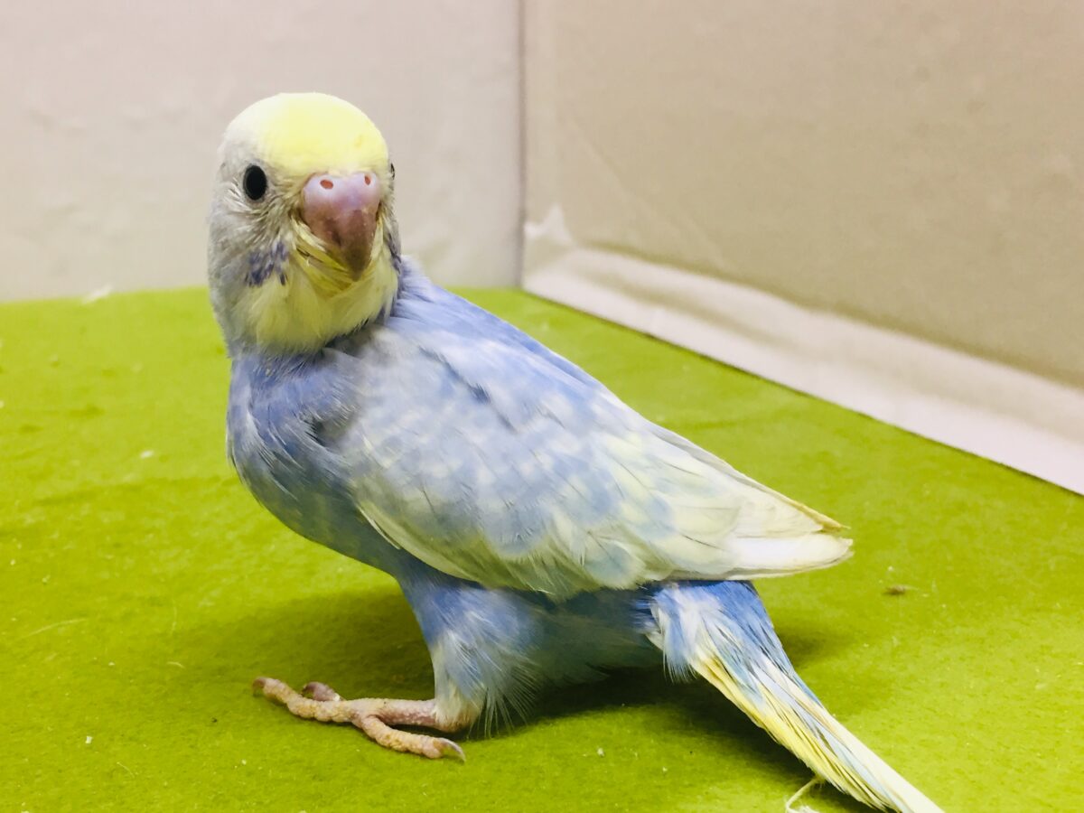 セキセイインコ