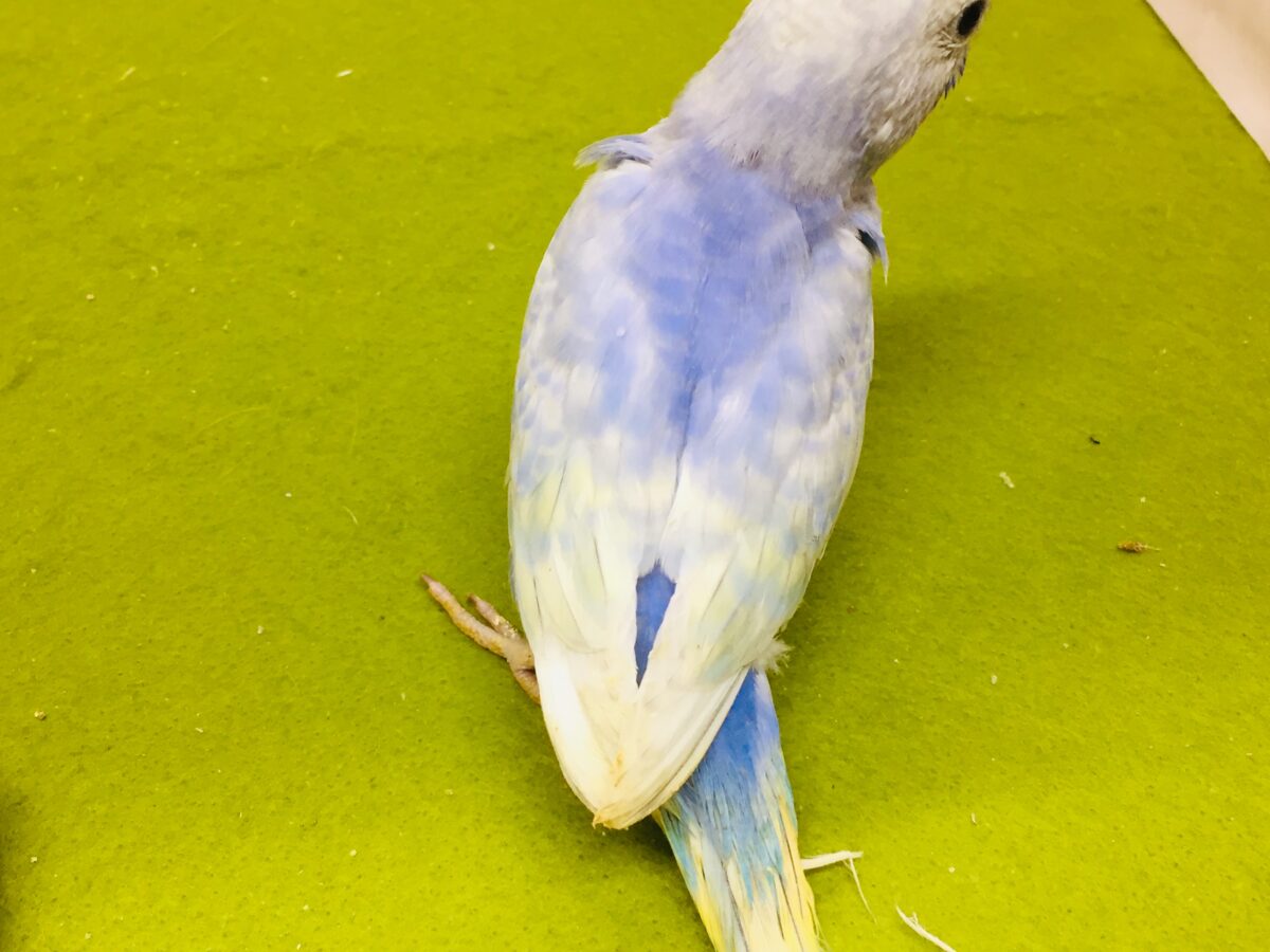セキセイインコ