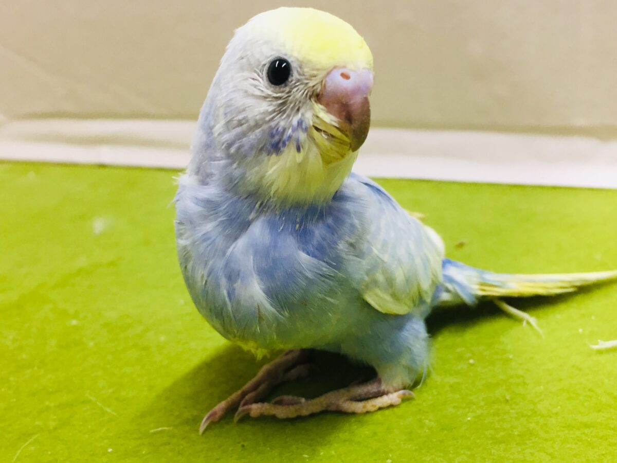 美しいセキセイちゃんがやってきましたー(*’▽’)🌈🌈　セキセイインコ（レインボー系）