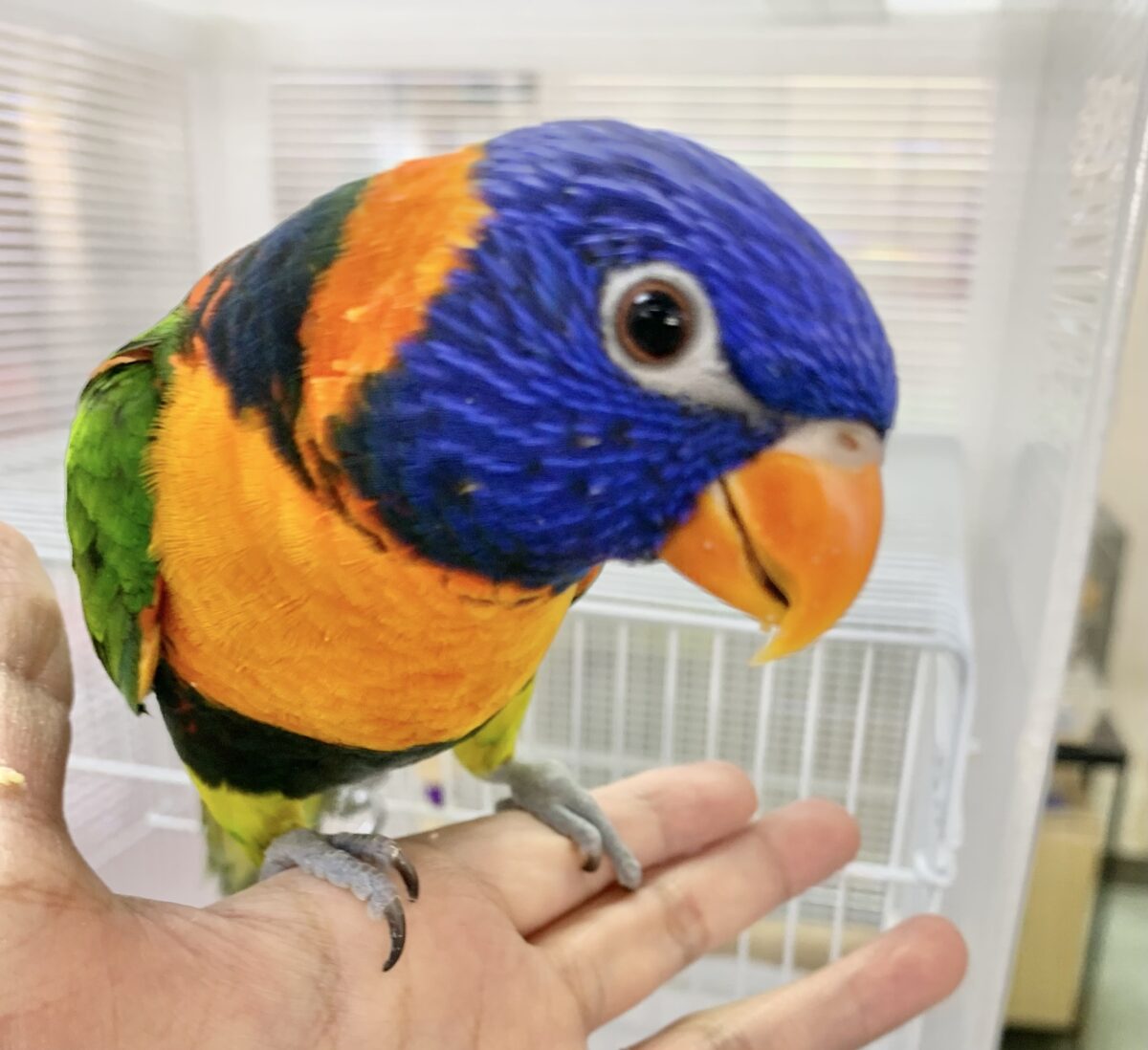 【最新画像🆙】いつでも陽気なエンターテイナー💃🔥ゴシキセイガイインコ🌈🌈