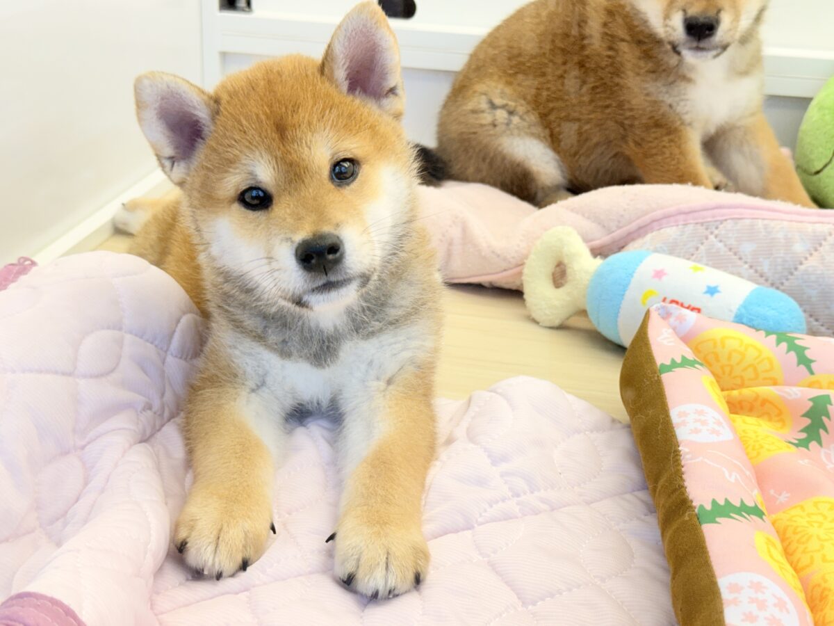 七夕生まれの🎋⭐️柴犬の男のコきました〜💫とっても優しいお顔の愛機たっぷり💗 柴犬