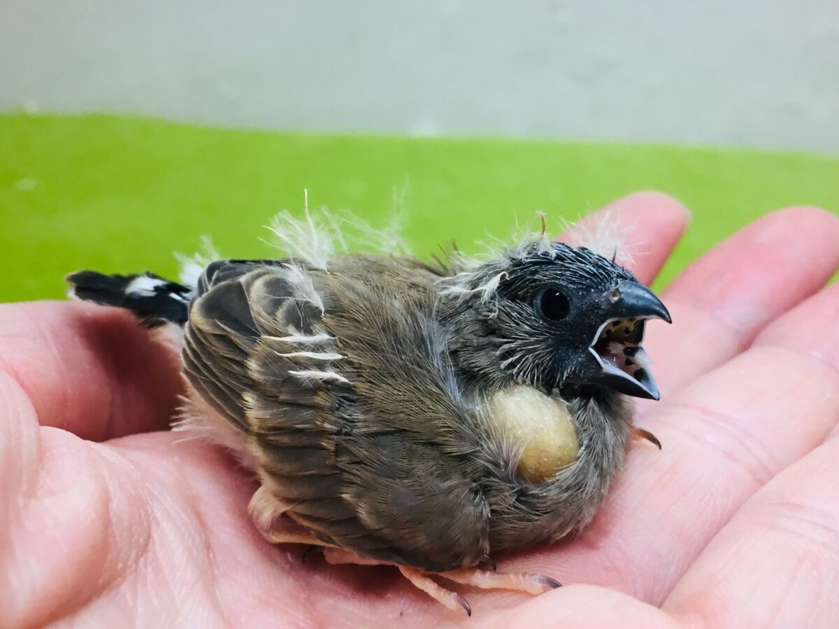 ミニミニ怪獣のキンカチョウさんがやってきましたよ~💛💖 錦花鳥(キンカチョウ)