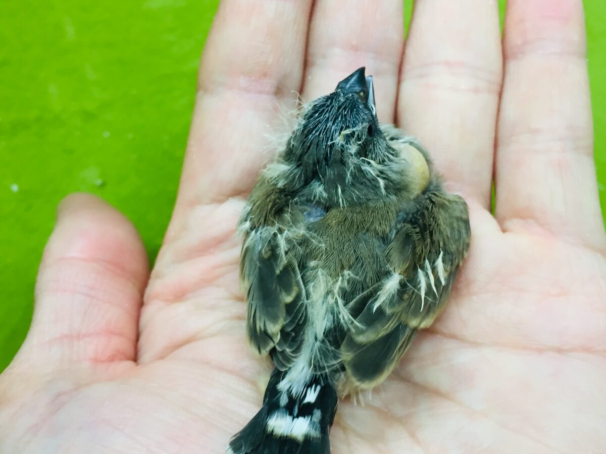 ミニミニ怪獣のキンカチョウさんがやってきましたよ~💛💖 錦花鳥(キンカチョウ)